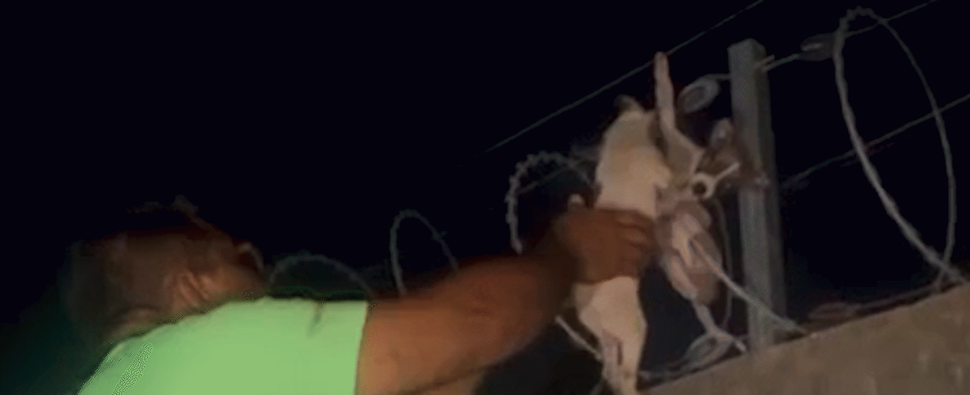 cachorros-resgatados.gif